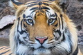 Fotografovanie tigrov v NP Bandhavgarh v Indií