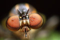 Canon MP-E 65mm f/2.8 1-5X macro- top stav
