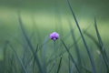Beroflex Auto Tele f2.8 135 mm, závit M42