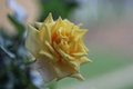 Tessar 50mm f2.8 Carl Zeiss Jena DDR, závit M42