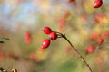 Helios 44M-5 MC 58mm f2, závit M42