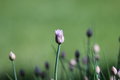 Pentacon 200mm f4, závit M42 15 lamelová clona