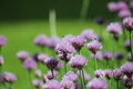 Pentacon auto MC 135mm f2.8, závit M42