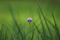 Beroflex Auto Tele f2.8 135 mm, závit M42