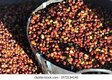 Coffee Grading +256790560642 Arabica Robusta coffee traders USA Italy Germany