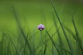 Auto Beroflex MC f2.8 135mm, závit M42
