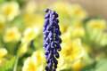 Sonnar 135mm f3.5 Carl Zeiss Jena MC, závit M42