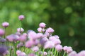 Pentacon auto MC 135mm f2.8, závit M42 predané