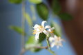 Pancolar 50 mm f1.8 Carl Zeiss Jena DDR, M42, zebra ed.