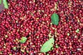 Specialty Arabica Coffee +256790560642 Robusta Coffee Roasted Beans Roma—Italia Germany Spain Belgium