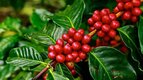 Coffee Grading +256-789-190-220 Arabica Robusta coffee traders