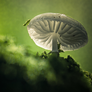 Porcelain Fungus