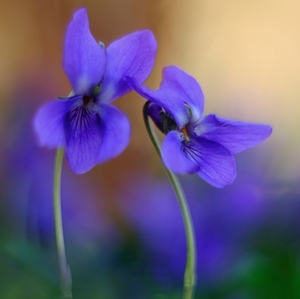 Priateľky vo fialovom šate