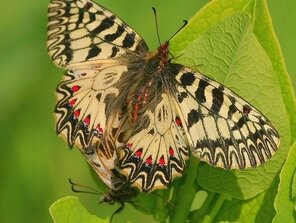 Motýlia  Kamasútra