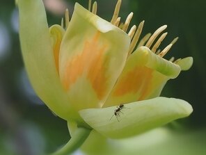 Ľaliovník tulipánokvetý