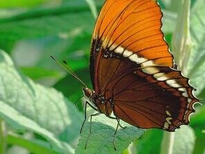 SIPROETA EPAPHUS