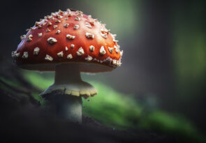 🍄_jemné_remake_červenej