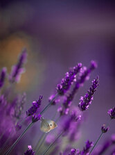Levandula