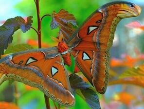 Attacus atlas