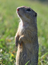 🐿️