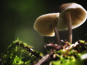 Mycena