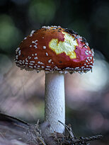 🍄
