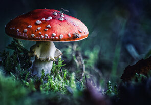 🍄_2_bl