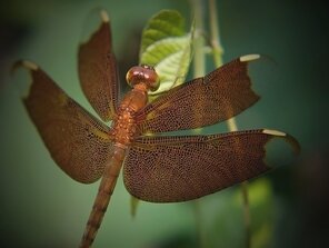 Krásavica z Thajska