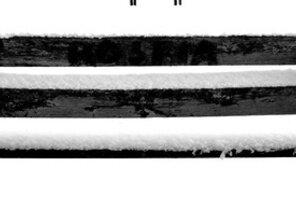 čierne na bielom: zima v parku