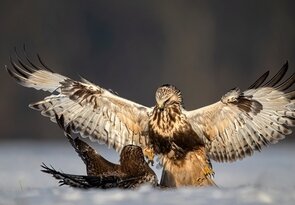 Silnejší víťazí