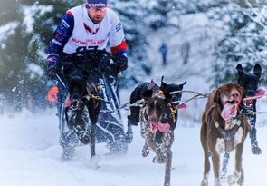 S vyplazenými jazykmi