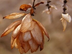 Posledná chmeľová šiška