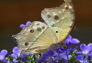 Exotický návštevník II