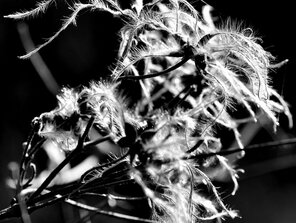 ... clematis vitalba iii ...