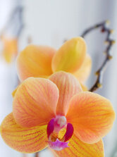 Orchidea