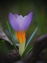 Krokusová rozhladňa