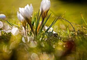 Biele krokusy