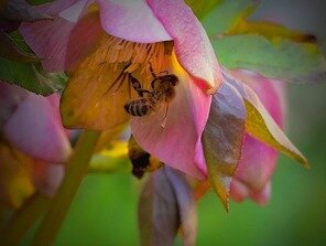 Jarný bzukot včiel