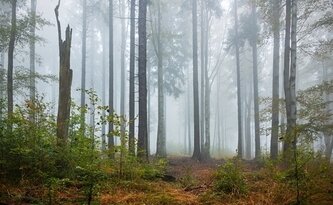 Mlžný les