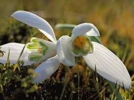 Jarné harašenie kvetov