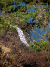 Príorodné kukátko