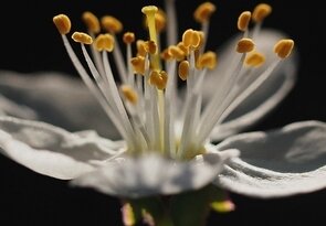 Tyčinková  fontána