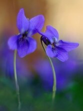 Priateľky vo fialovom šate