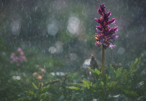 it's a rainy day, hallelujah..