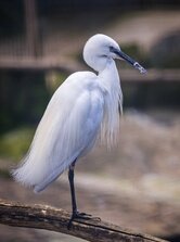 Volavka striebristá