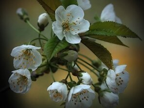 Keď zakvitnú čerešne