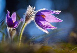 • Keď sa zem prebúdza •