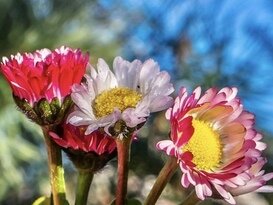 Veľkonočné sedmokrásky