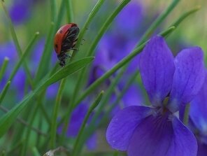 Návštevník  vo fialkovej záhrade