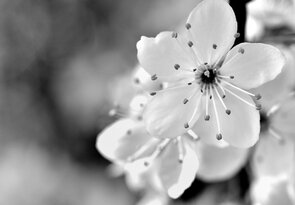 ... ty si má, tykadlová ...